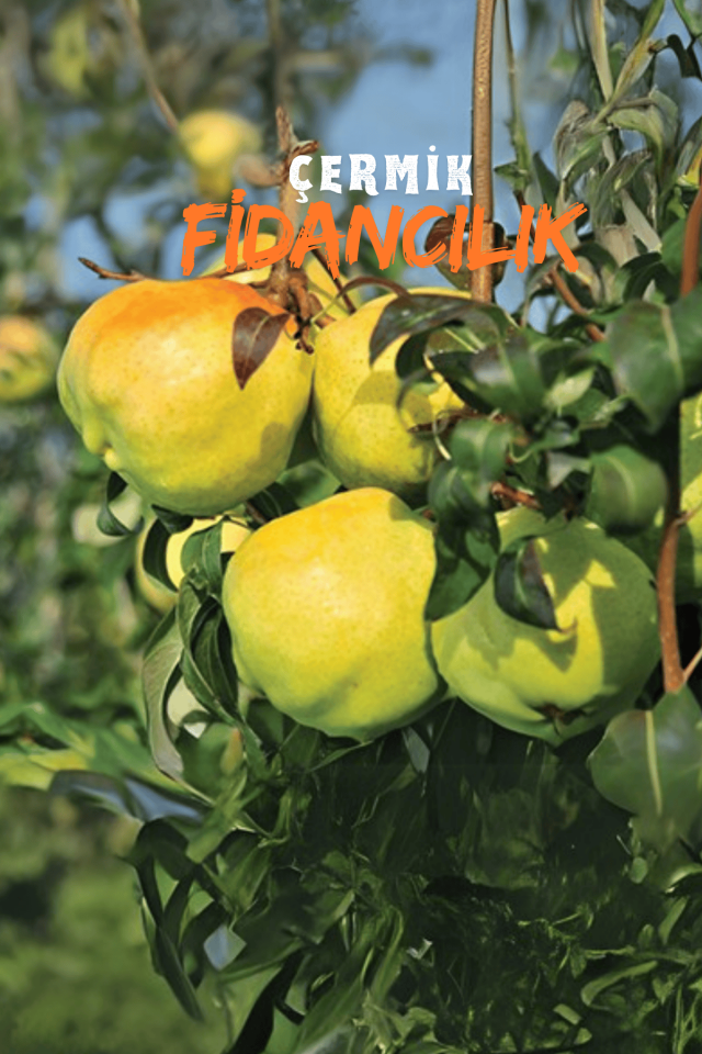 TÜPLÜ Büyük Deveci Armut Fidanı