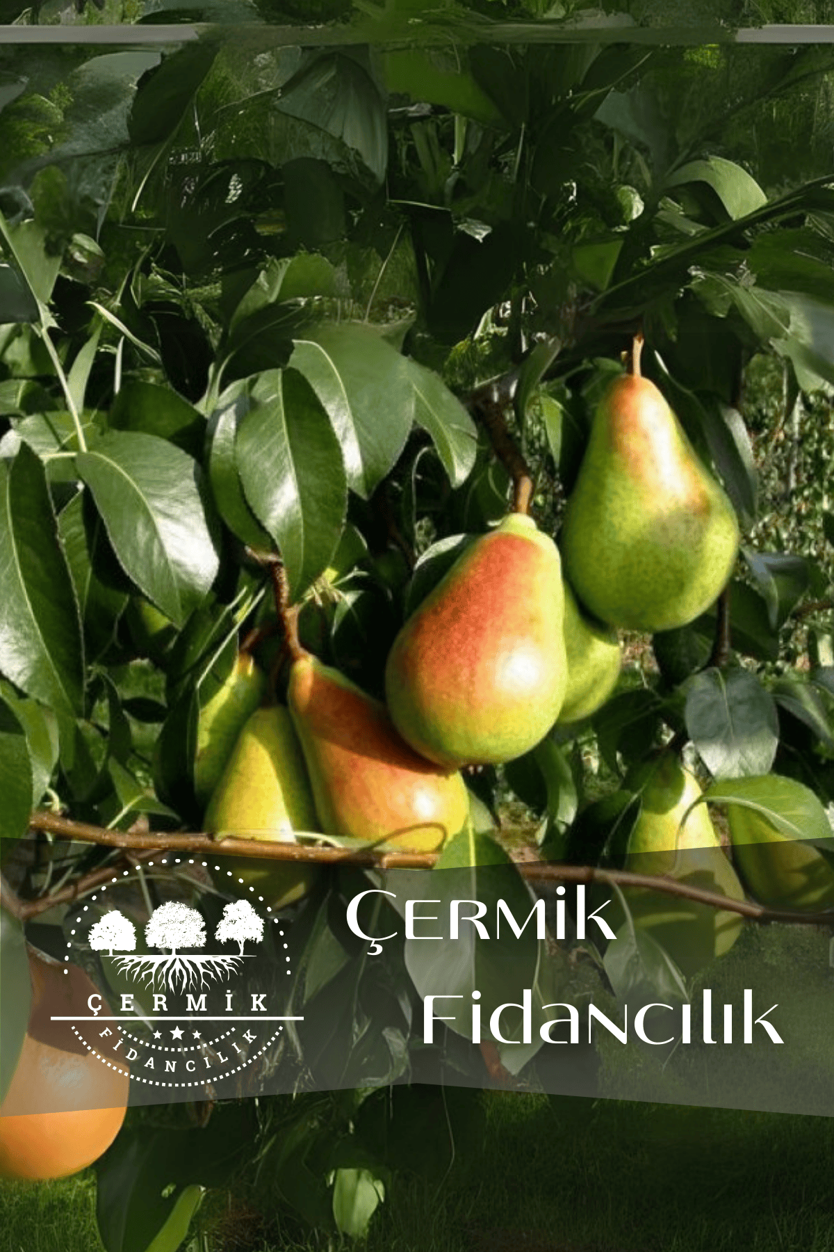 TÜPLÜ Al Yanak Santa Maria Armut Fidanı