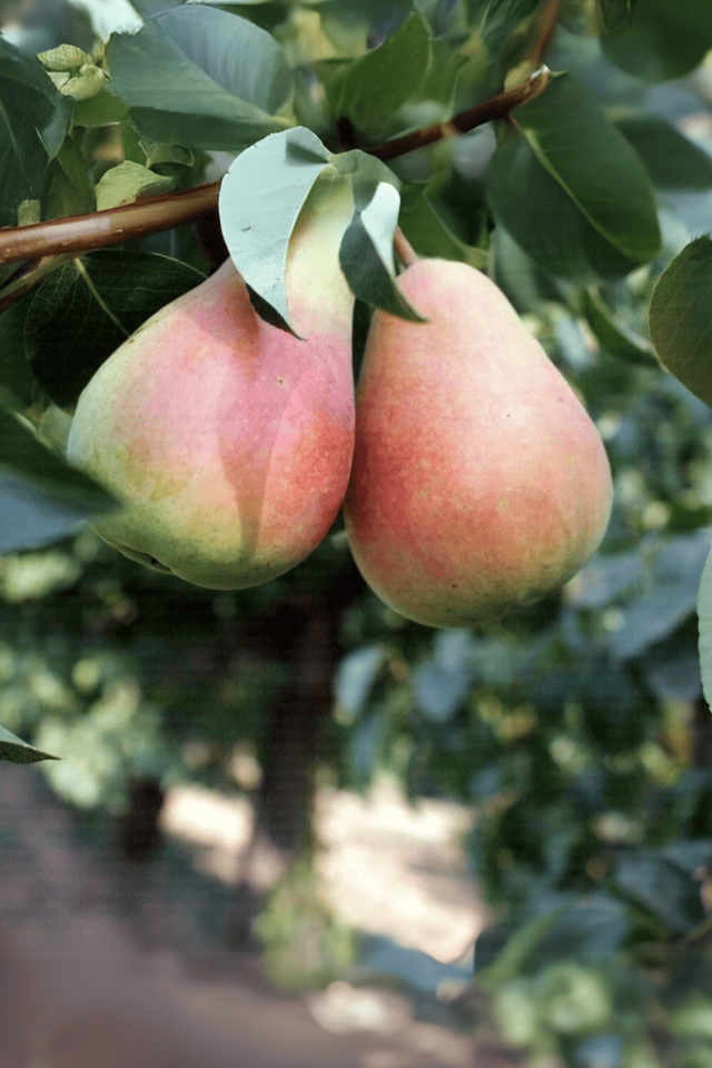 TÜPLÜ Al Yanak Santa Maria Armut Fidanı