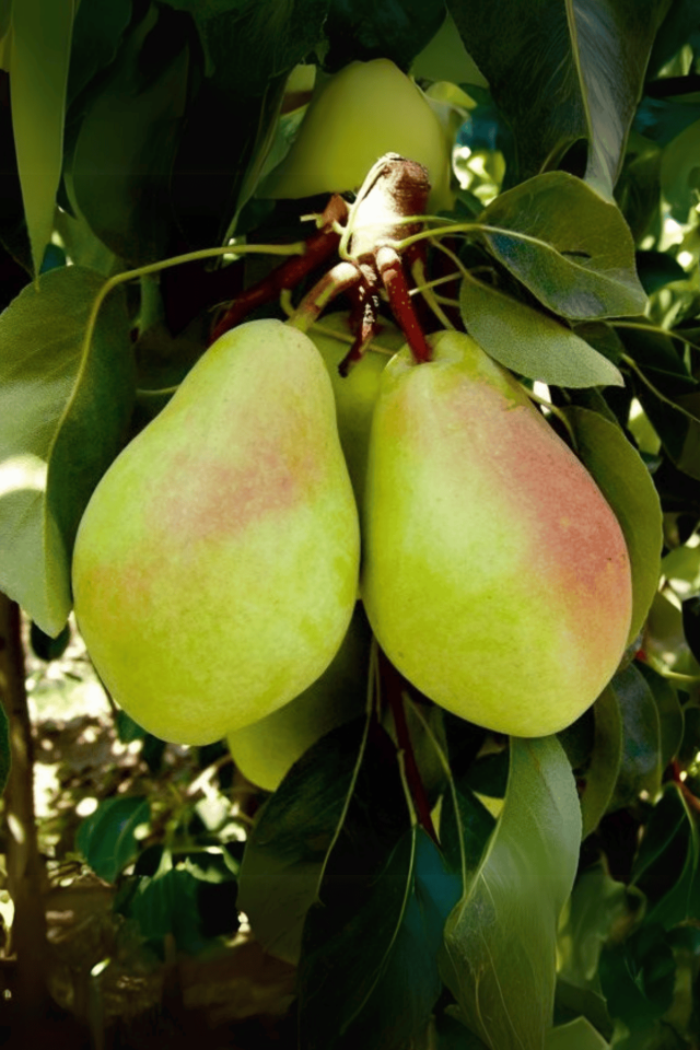 TÜPLÜ Al Yanak Santa Maria Armut Fidanı