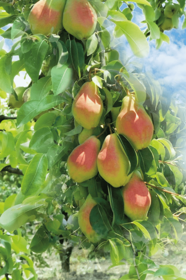 TÜPLÜ Al Yanak Santa Maria Armut Fidanı