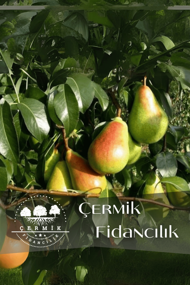 TÜPLÜ Al Yanak Santa Maria Armut Fidanı