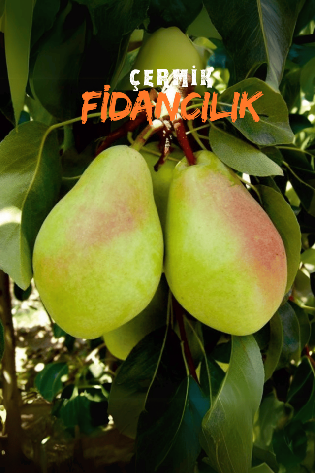 TÜPLÜ Al Yanak Santa Maria Armut Fidanı