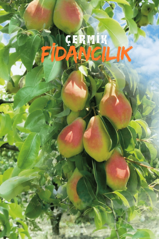 TÜPLÜ Al Yanak Santa Maria Armut Fidanı