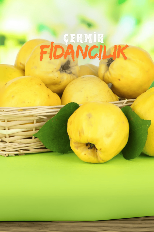 TÜPLÜ Eşme Ayva Fidanı