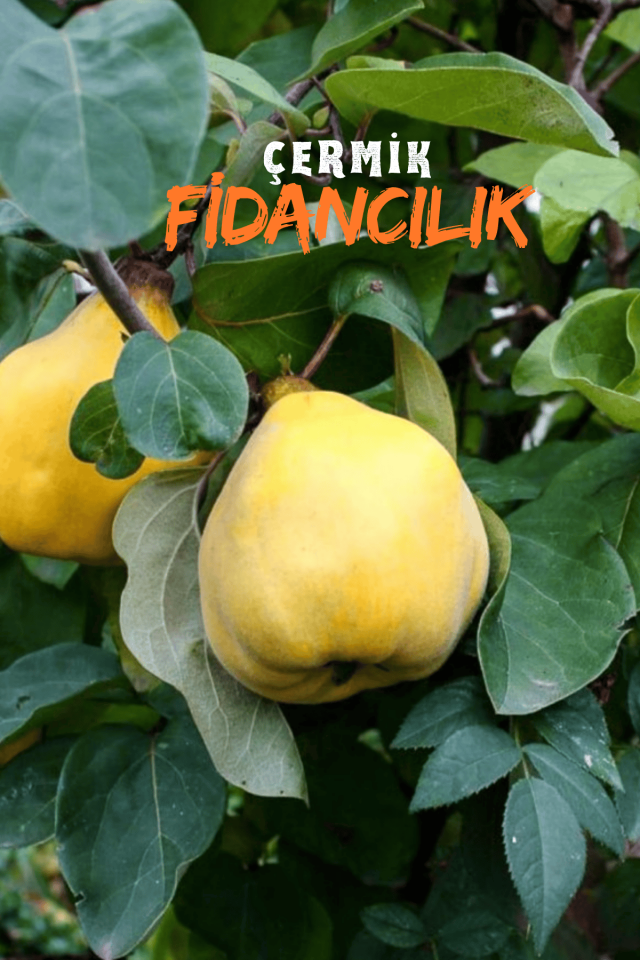 TÜPLÜ Eşme Ayva Fidanı