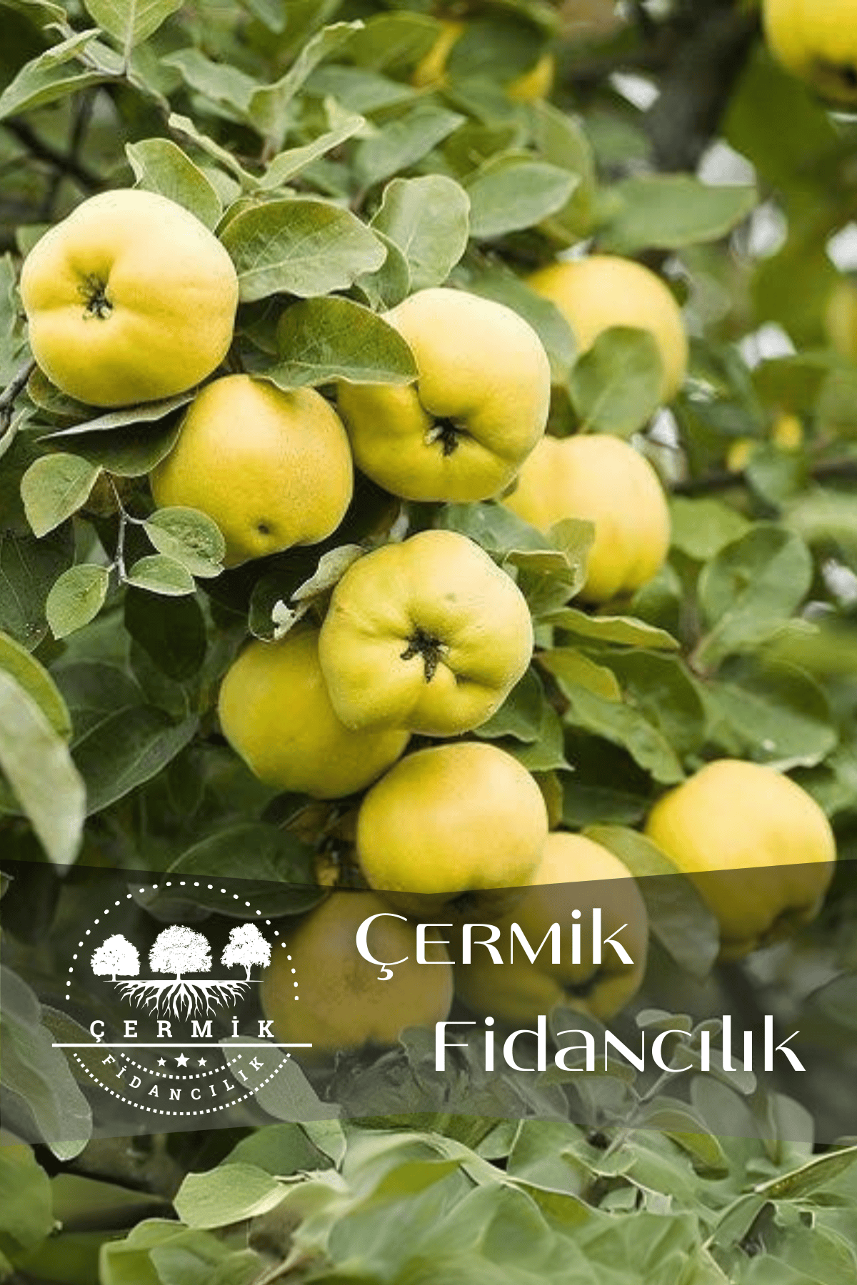 TÜPLÜ Eşme Ayva Fidanı