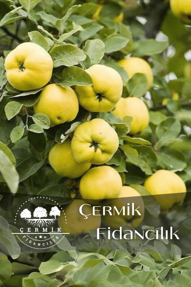 TÜPLÜ Eşme Ayva Fidanı