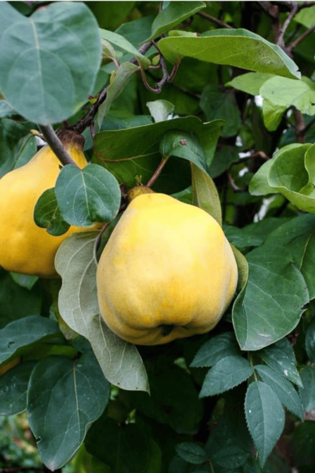 TÜPLÜ Eşme Ayva Fidanı