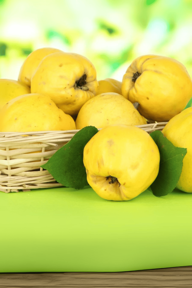 TÜPLÜ Eşme Ayva Fidanı