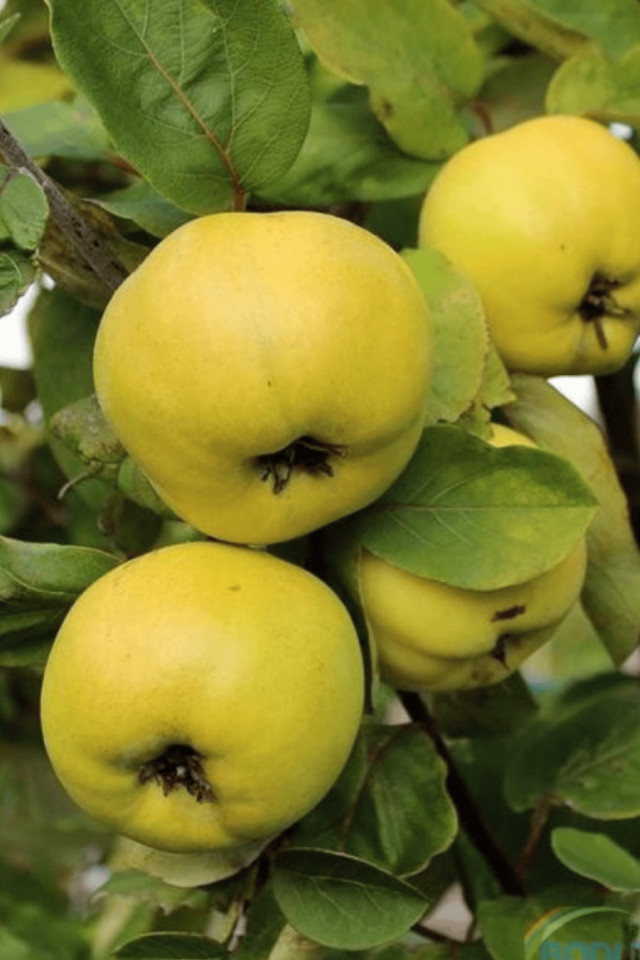 TÜPLÜ Eşme Ayva Fidanı