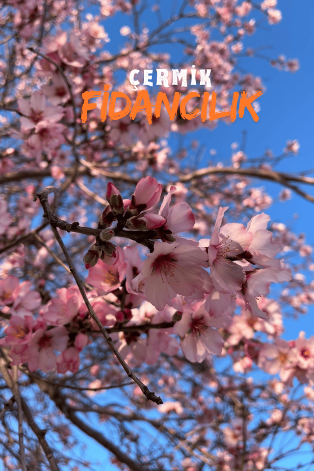 TÜPLÜ Ferragnes - Ferraduel Badem Fidanı