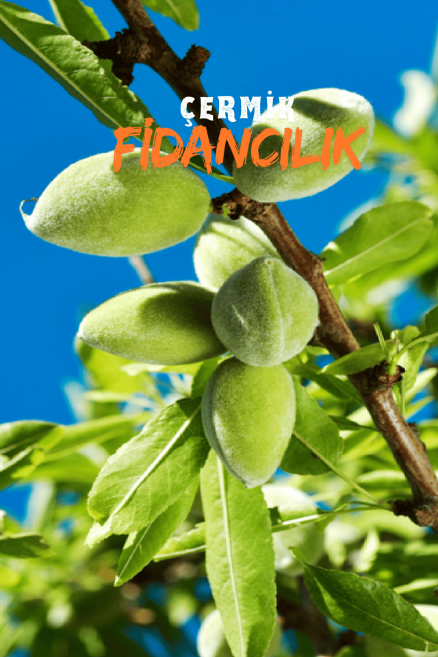 TÜPLÜ Ferragnes - Ferraduel Badem Fidanı
