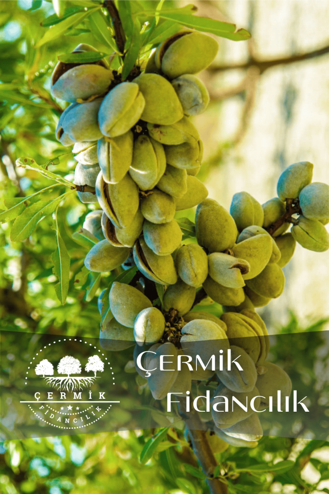 TÜPLÜ Ferragnes - Ferraduel Badem Fidanı