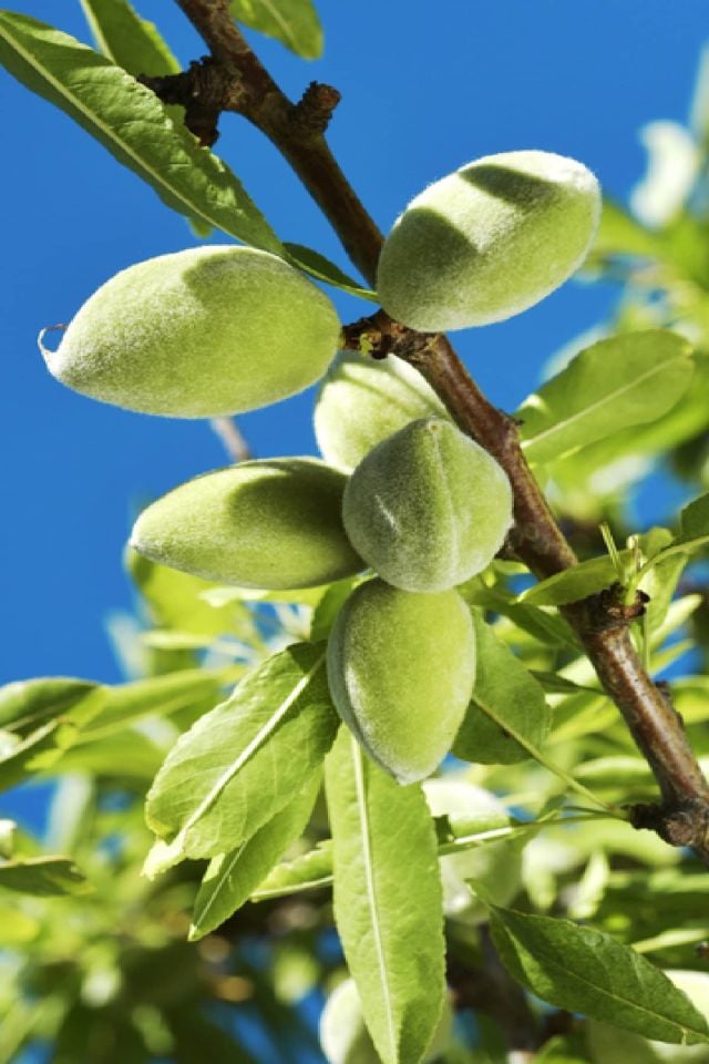 TÜPLÜ Ferragnes - Ferraduel Badem Fidanı