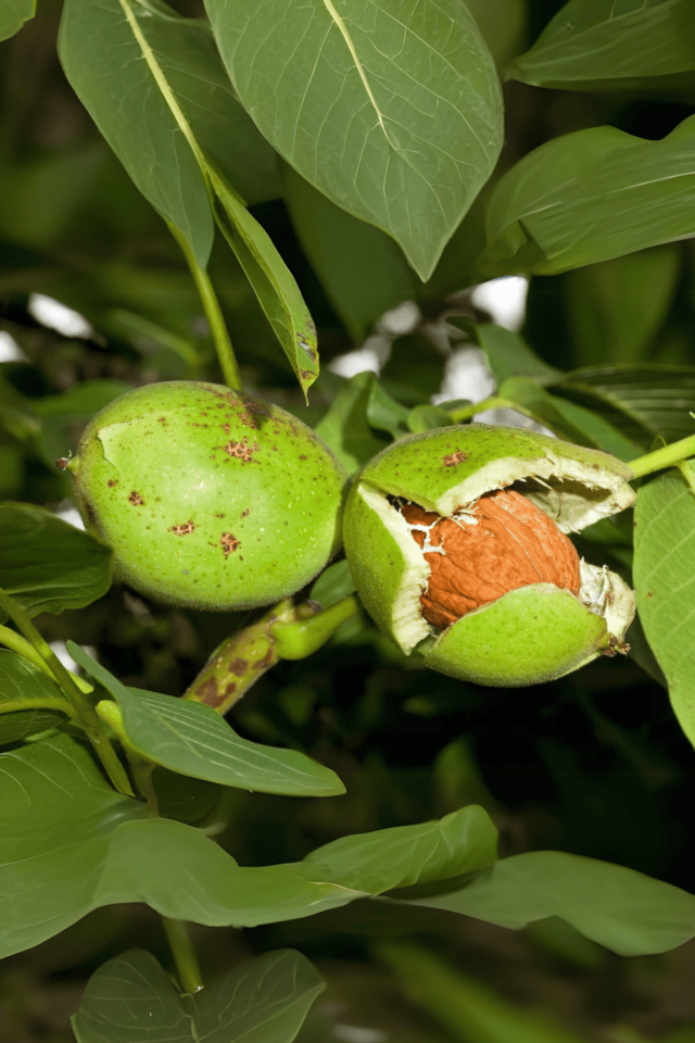 TÜPLÜ İnce Kabuk Chandler Ceviz Fidanı