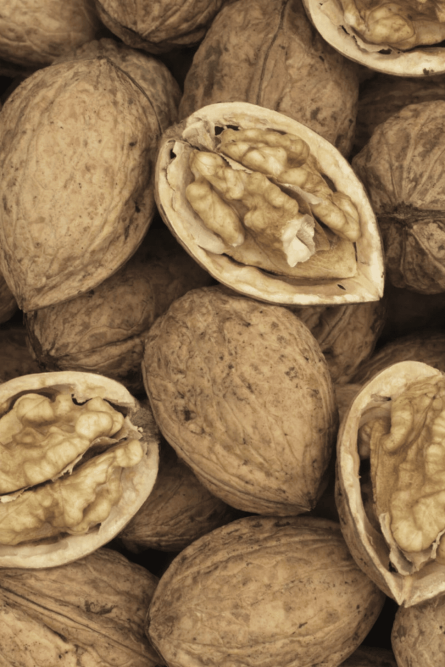 TÜPLÜ İnce Kabuk Chandler Ceviz Fidanı