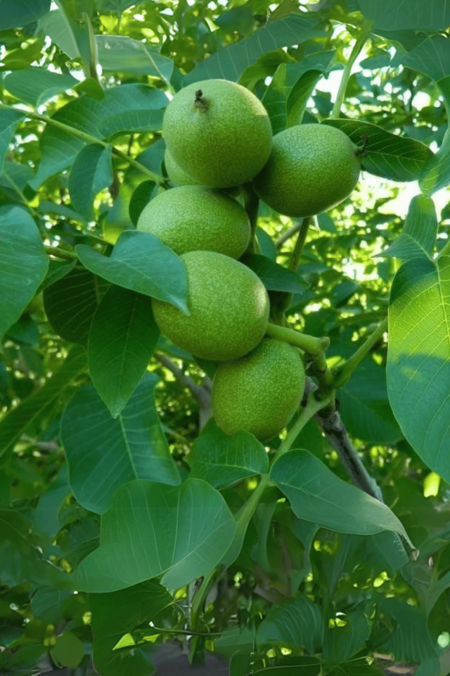TÜPLÜ İnce Kabuk Chandler Ceviz Fidanı