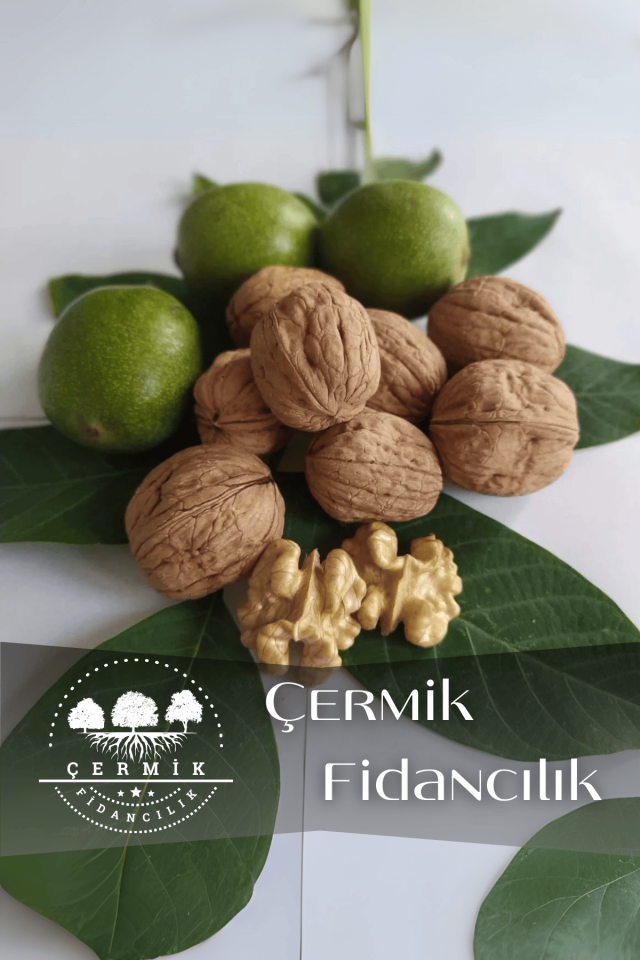 TÜPLÜ İnce Kabuk Chandler Ceviz Fidanı