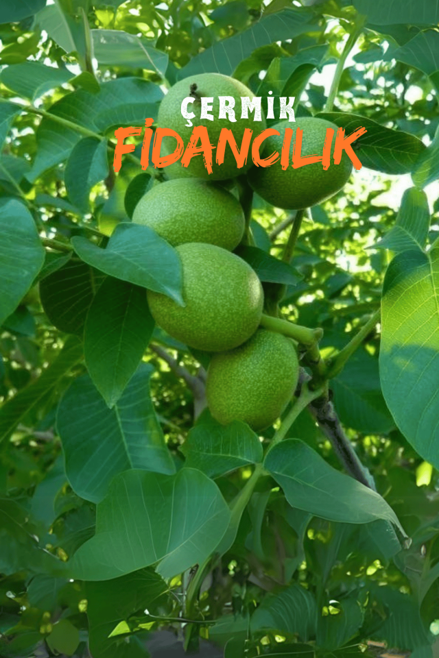 TÜPLÜ İnce Kabuk Chandler Ceviz Fidanı