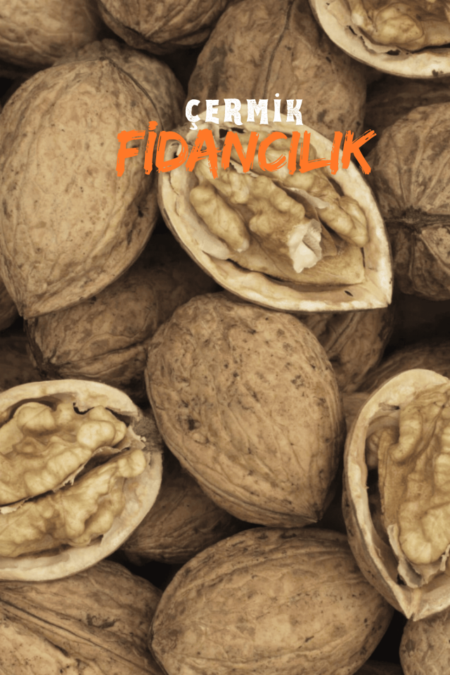 TÜPLÜ İnce Kabuk Chandler Ceviz Fidanı