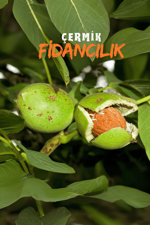 TÜPLÜ İnce Kabuk Chandler Ceviz Fidanı