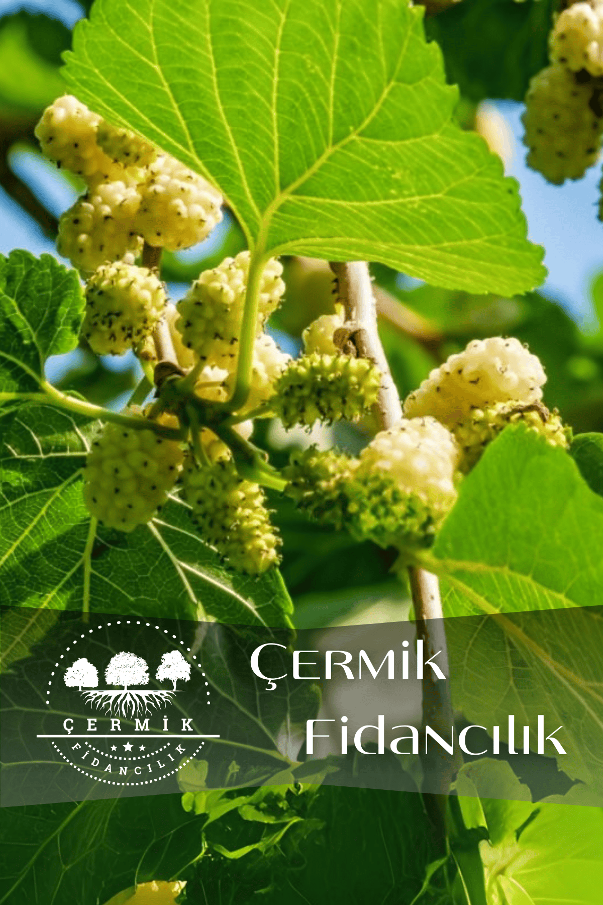 TÜPLÜ İri Meyveli Beyaz Dut Fidanı