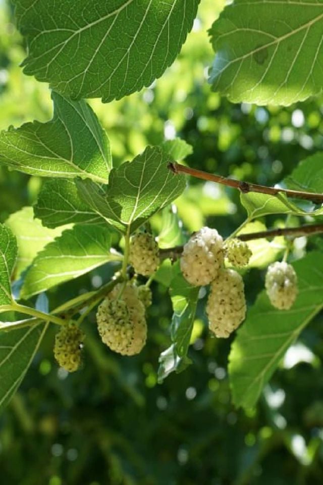 TÜPLÜ İri Meyveli Beyaz Dut Fidanı