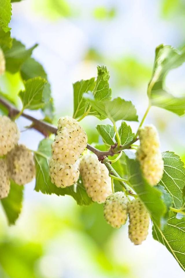 TÜPLÜ İri Meyveli Beyaz Dut Fidanı