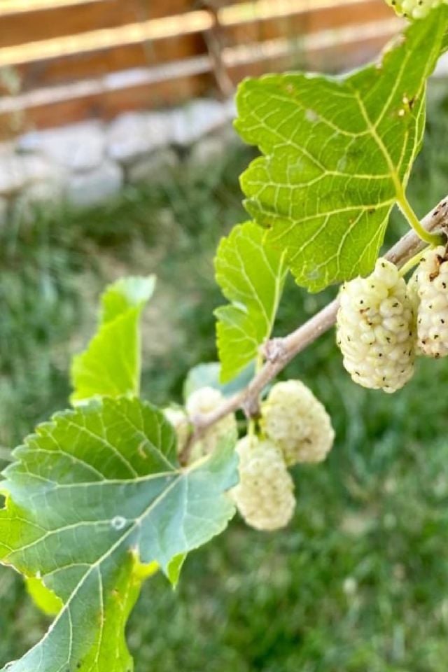 TÜPLÜ İri Meyveli Beyaz Dut Fidanı