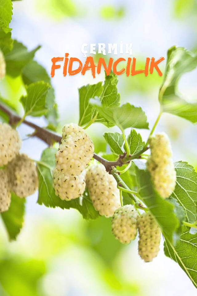 TÜPLÜ İri Meyveli Beyaz Dut Fidanı