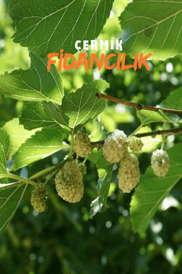 TÜPLÜ İri Meyveli Beyaz Dut Fidanı