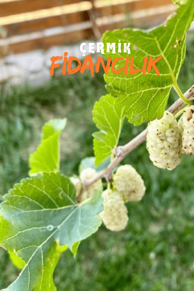 TÜPLÜ İri Meyveli Beyaz Dut Fidanı