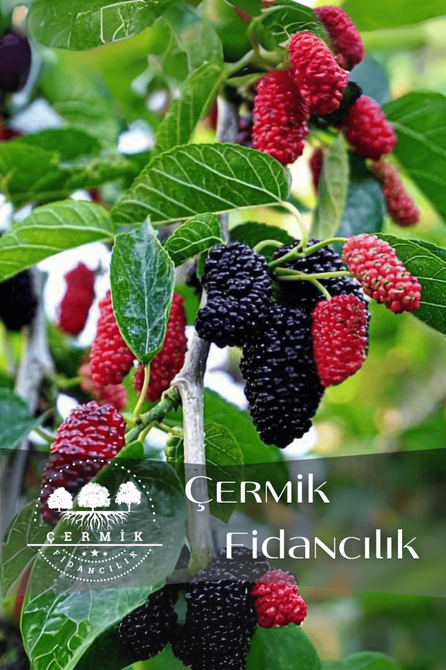 TÜPLÜ İri Meyveli Kara Dut Fidanı