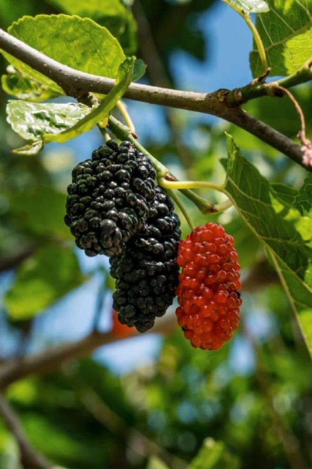 TÜPLÜ İri Meyveli Kara Dut Fidanı