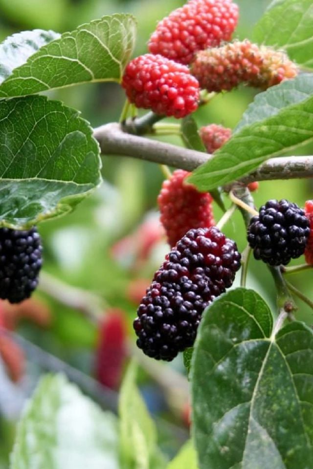 TÜPLÜ İri Meyveli Kara Dut Fidanı