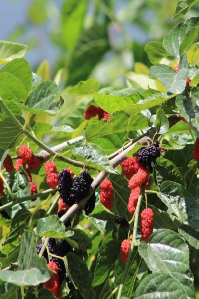 TÜPLÜ İri Meyveli Kara Dut Fidanı