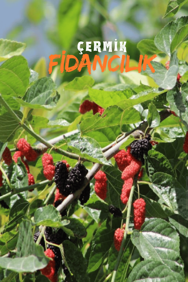 TÜPLÜ İri Meyveli Kara Dut Fidanı