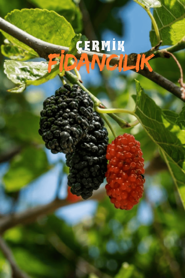 TÜPLÜ İri Meyveli Kara Dut Fidanı