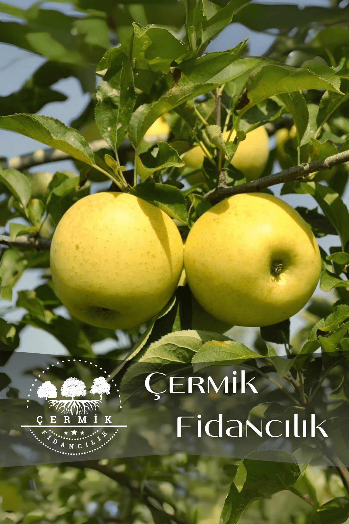 TÜPLÜ Golden Sarı Elma Fidanı