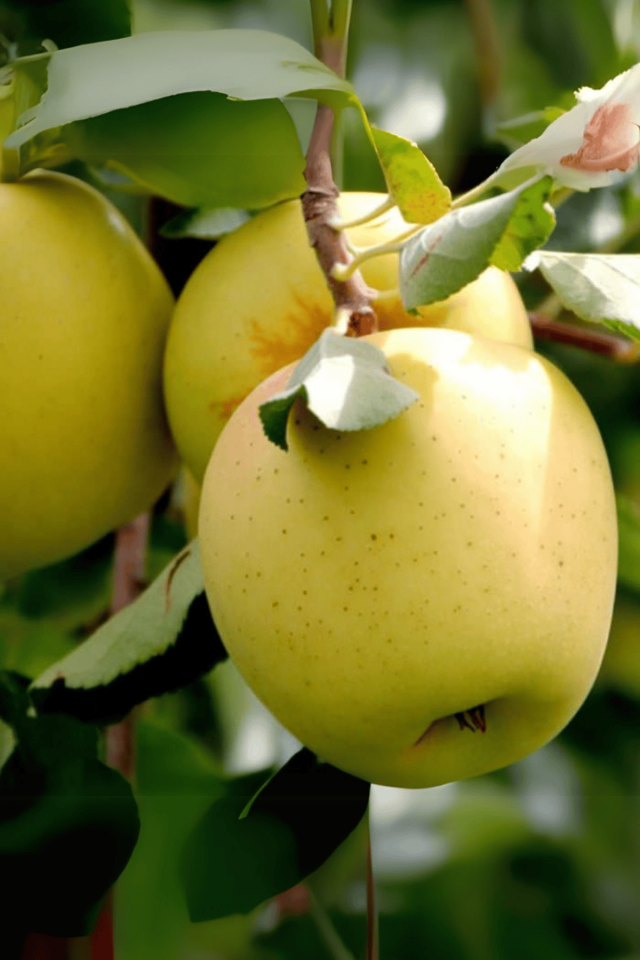 TÜPLÜ Golden Sarı Elma Fidanı