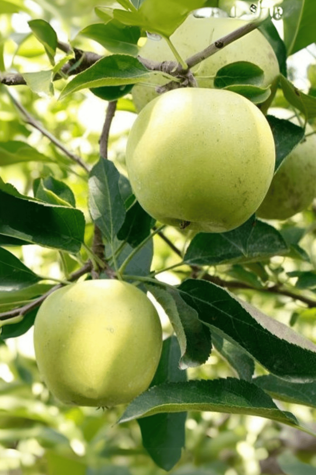 TÜPLÜ Golden Sarı Elma Fidanı