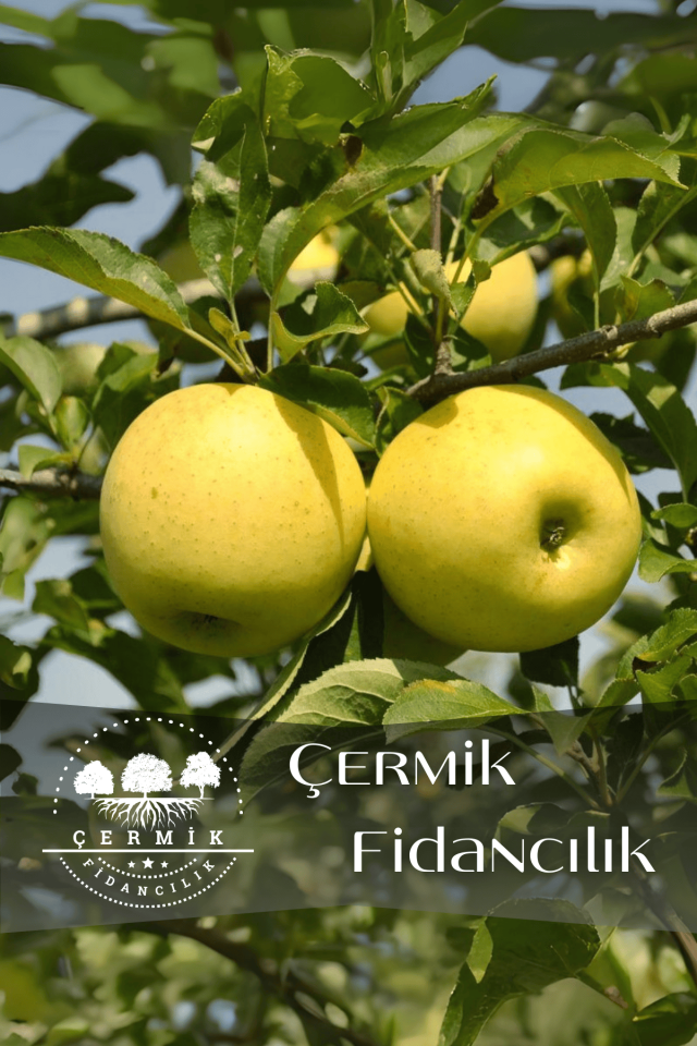 TÜPLÜ Golden Sarı Elma Fidanı