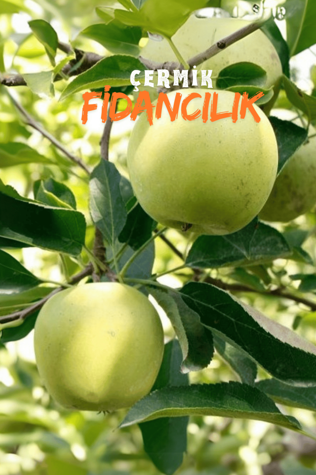 TÜPLÜ Golden Sarı Elma Fidanı