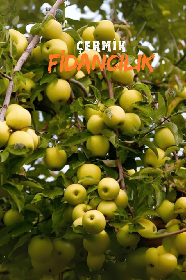 TÜPLÜ Golden Sarı Elma Fidanı