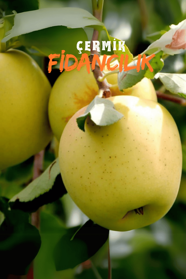 TÜPLÜ Golden Sarı Elma Fidanı