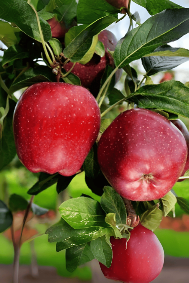 TÜPLÜ Kırmızı Elma Fidanı