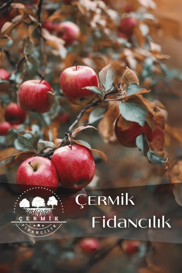 TÜPLÜ Kırmızı Elma Fidanı