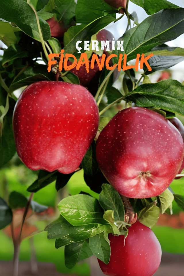 TÜPLÜ Kırmızı Elma Fidanı