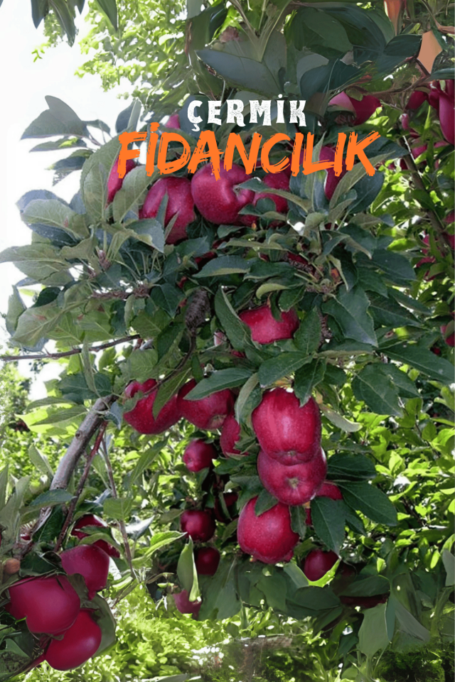 TÜPLÜ Kırmızı Elma Fidanı